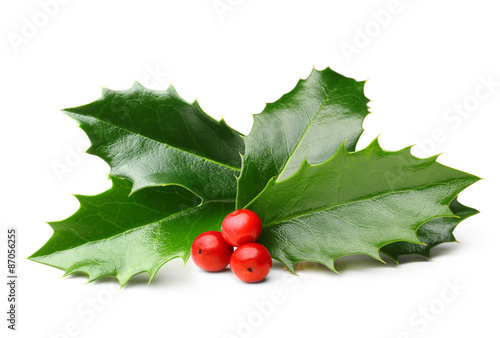 Holly berry leaves isolated 