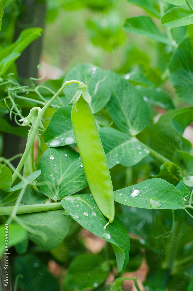 Fresh green pea pod closeup with water drops Fresh green pea pod closeup with water drops