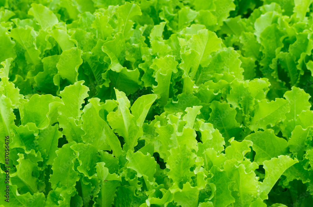 Green salad Lettuce texture background Green salad Lettuce texture background