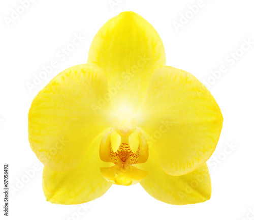 Yellow orchid flower isolated