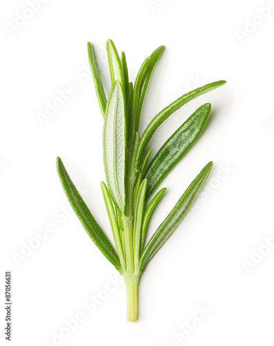 Rosemary twig isolated