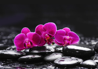 Pink orchid and stones