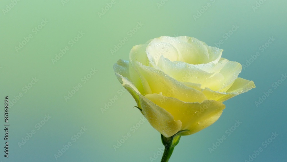 4k,
Natural Chinese rose in the dew rotation. Macro 4k,
Natural Chinese rose in the dew rotation. Macro