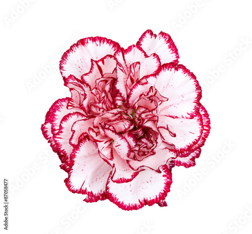 Carnation flower isolated on white background