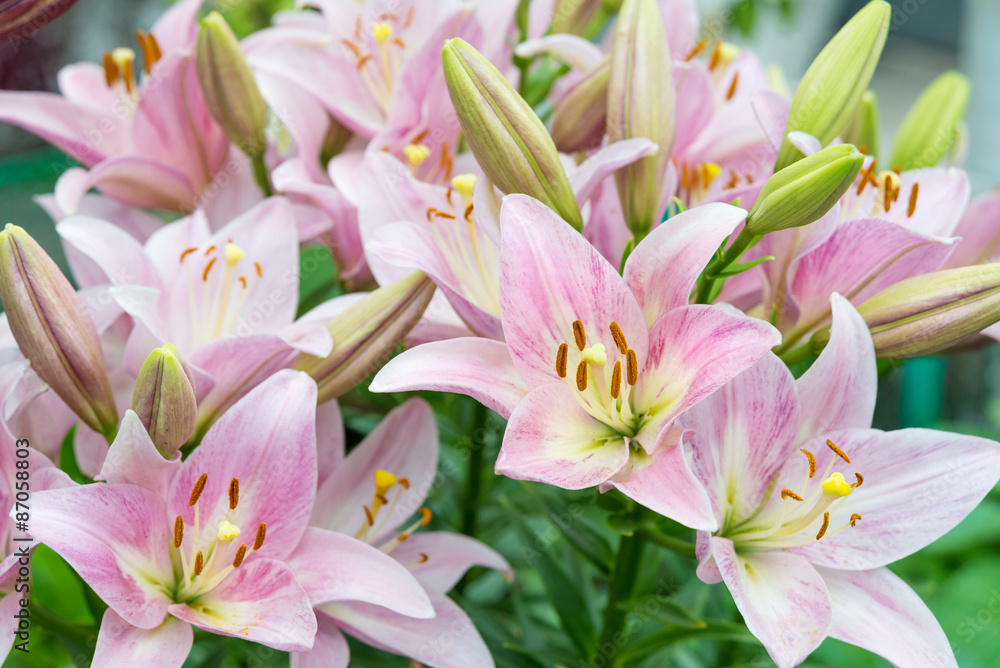 Pink lilies outdoors