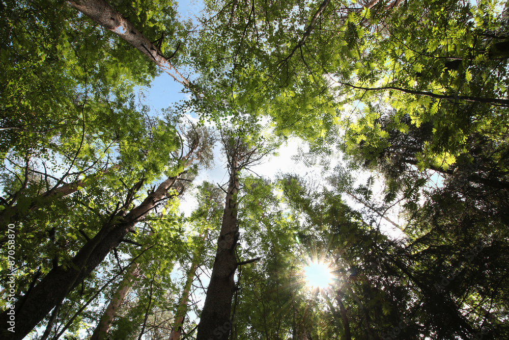 Obraz premium foliage of trees against the sky