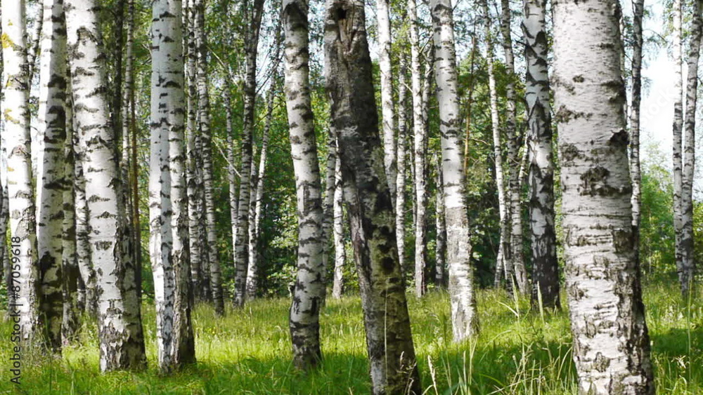 Slider shot of trunks of birch trees in summer forest
Slider shot of trunks of birch trees in summer forest