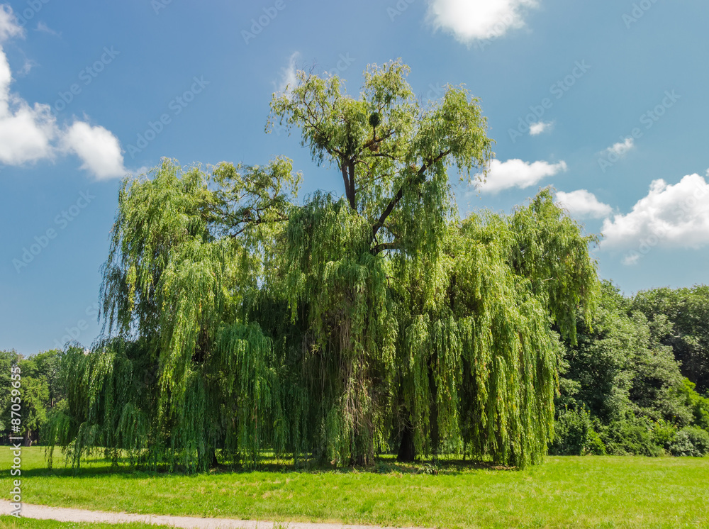 Obraz premium Old willow in the park