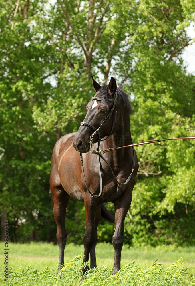 Brown horse in a sunny field