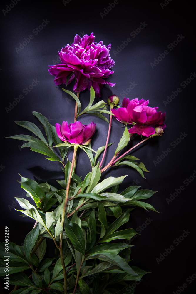 Obraz premium Colorful flowers on black backgroung - colorful peonies