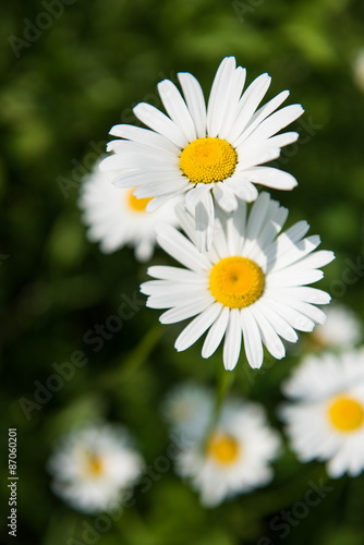white camomile flowers