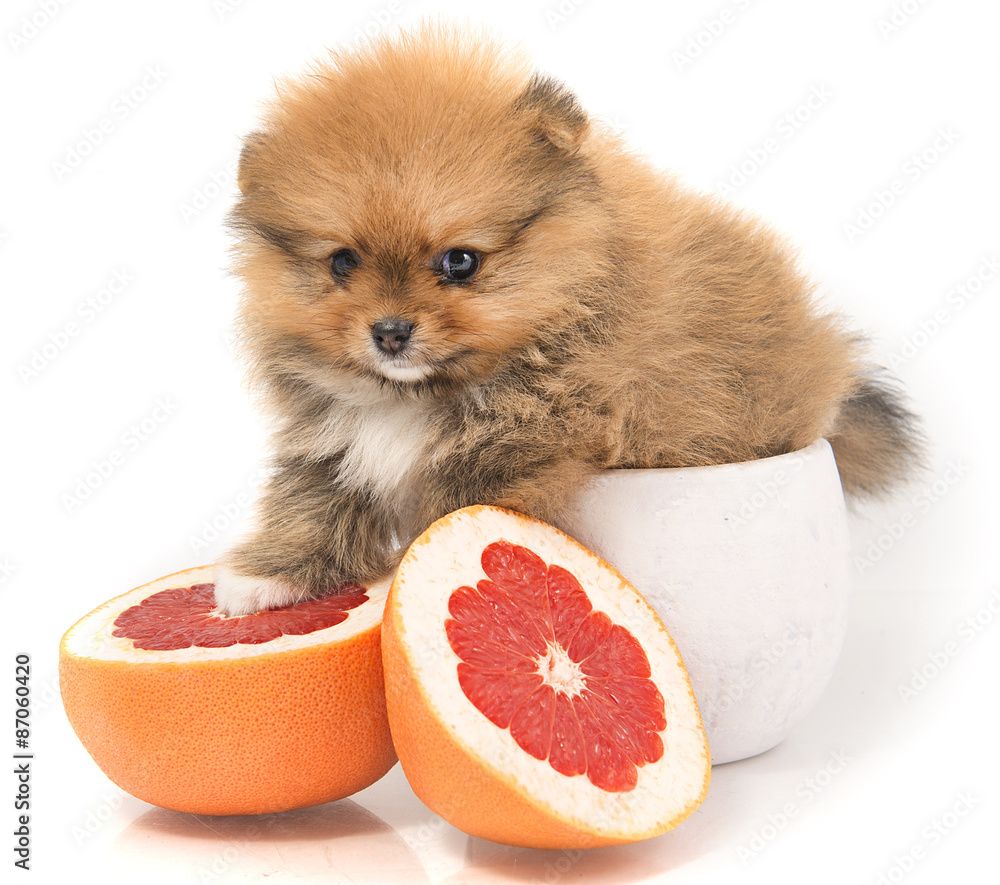 Pomeranian fruit 2025