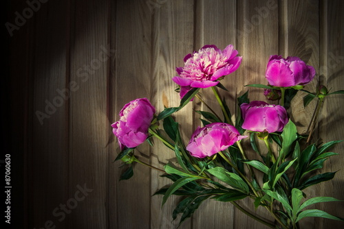 Colorful flowers on wooden backgroung - colorful peonies