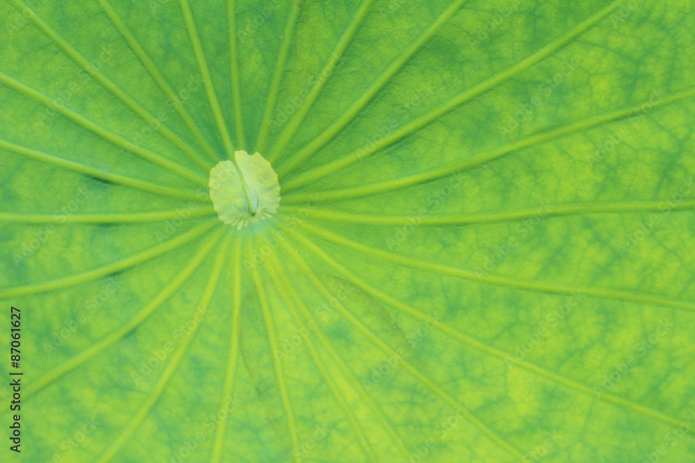 Leaves of water lily Leaves of water lily