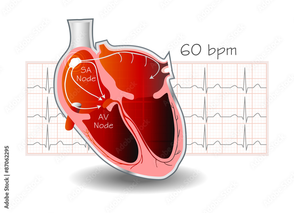 Heart's Electrical conduction System - Illustration Stock Vector | Adobe  Stock