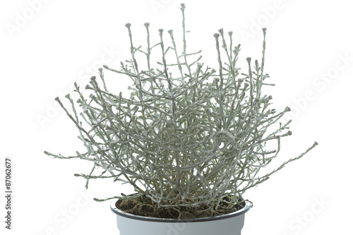 Calocephalus brownii (Stacheldraht) Pflanze photo