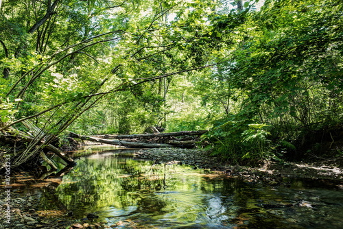 wild forest with creek - high dynamic range