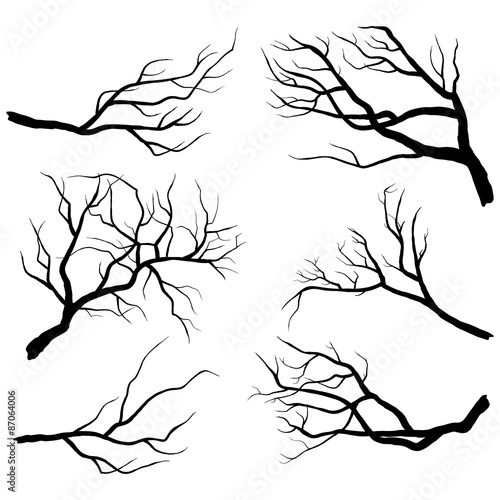 Branch Silhouettes photo