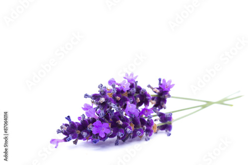 Fototapeta Naklejka Na Ścianę i Meble -  Lavender isolated on white background