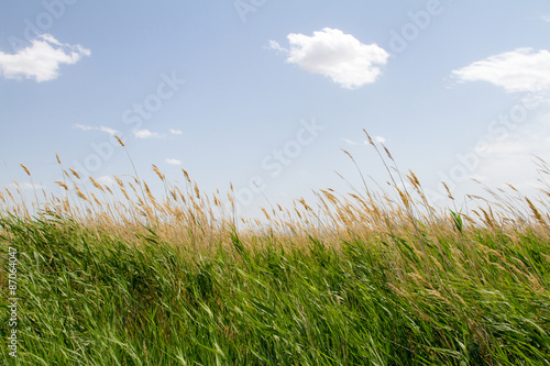 reeds in the desert