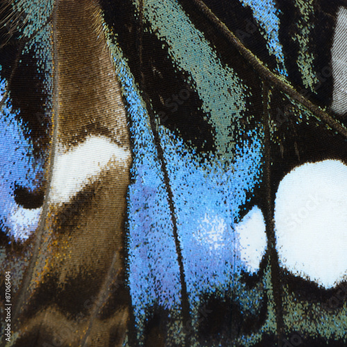 Canvas Print blue butterfly wing