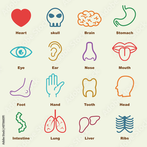 organ elements