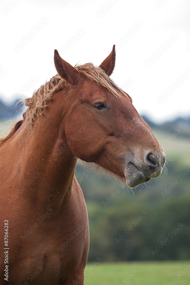 photo portrait of a heavy horse