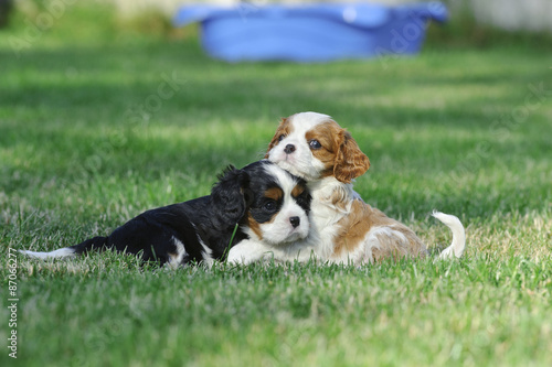 Cavalier King Charles Spaniel puppies