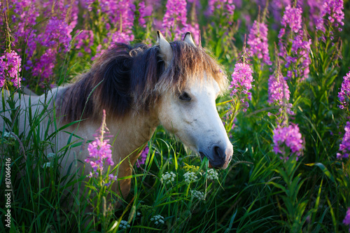 Fototapeta Naklejka Na Ścianę i Meble -  welsh pony