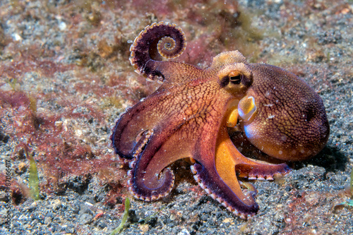 coconut octopus underwater macro portrait on sand