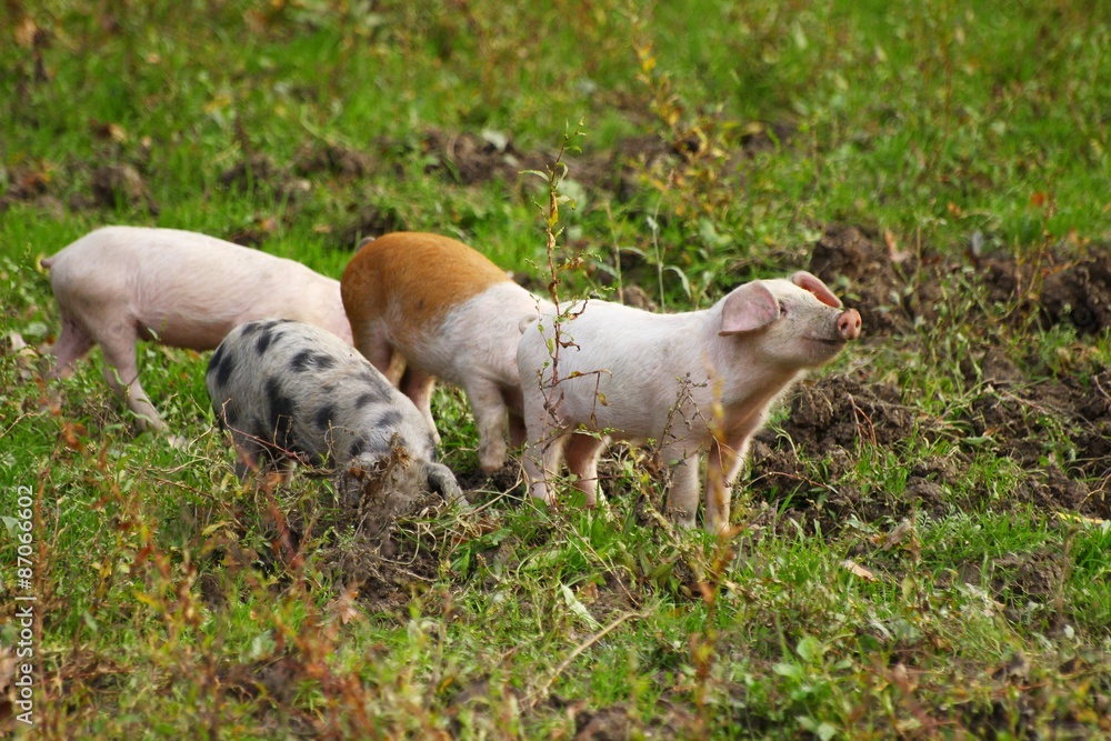 Piglets on the farm