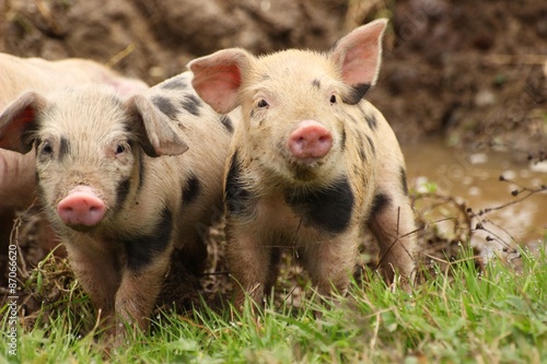 Two funny piglets