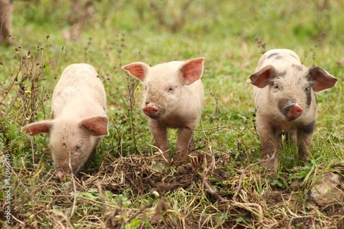 Three piglets © Simun Ascic