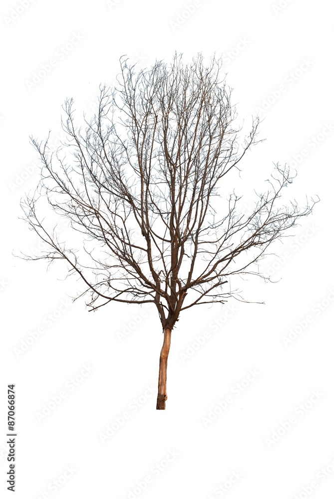 Obraz premium dead tree isolated on white background