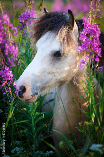 Fototapeta Naklejka Na Ścianę i Meble -  welsh pony