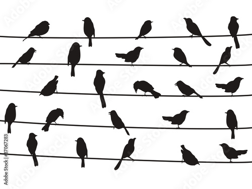 birds on wires