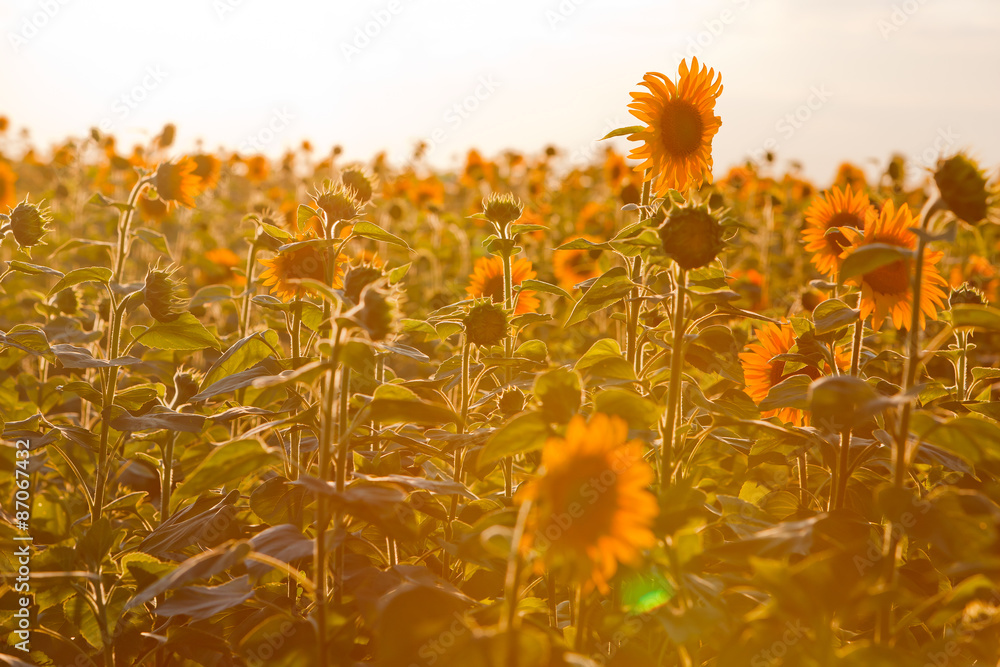 sunflowers in the sun