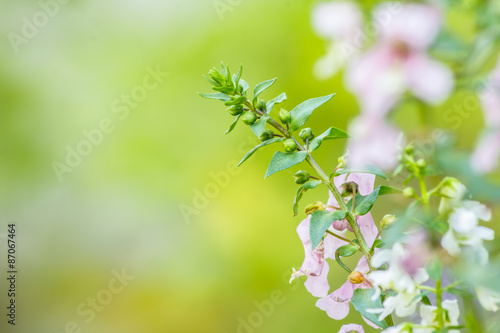 forgetmenot photo