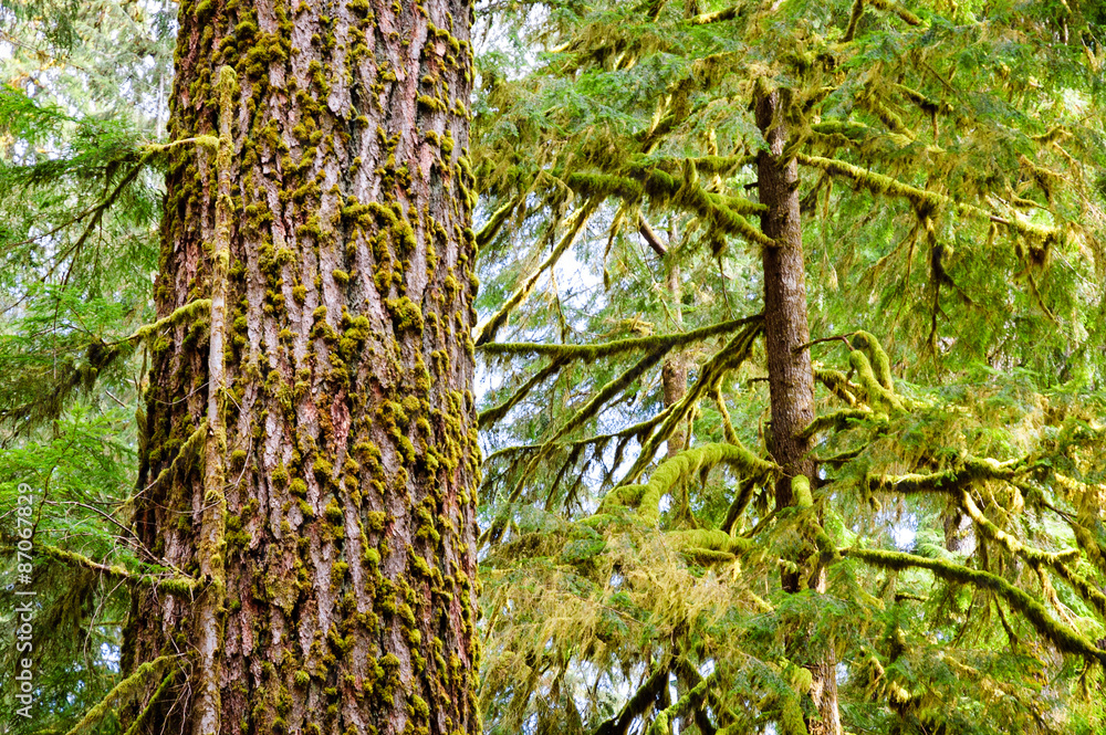 Obraz premium Up Close at Olympic National Park