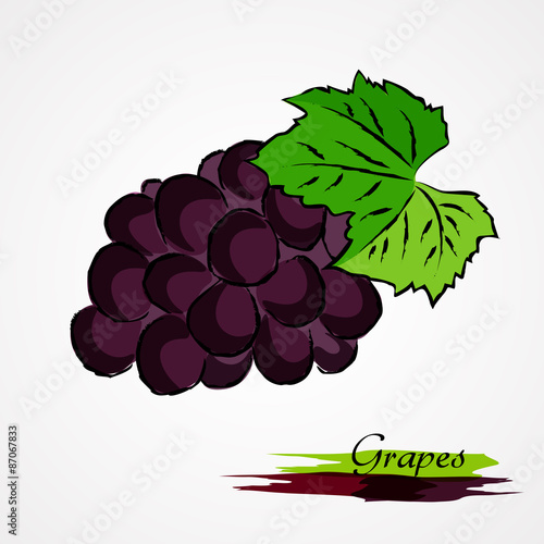 Hand drawn vector purple, ripe grape fruit on light background