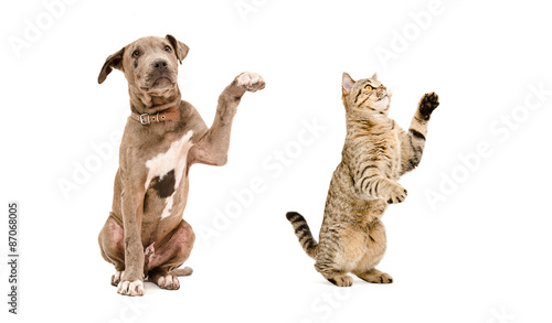 Playful puppy pit bull and a cat Scottish Straight