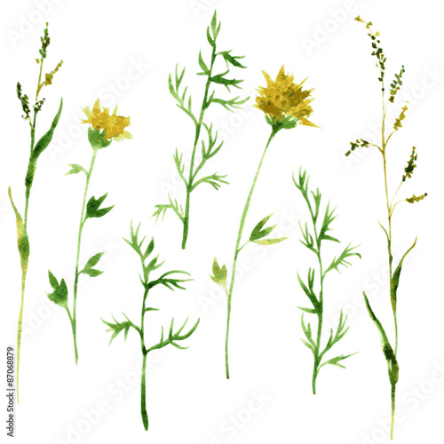 Set of watercolor drawing herbs