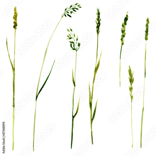 Set of watercolor drawing herbs
