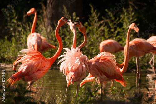 Large flamingo birds fight with their beaks
