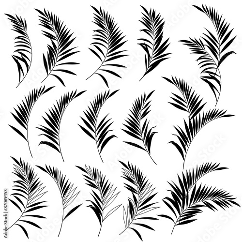 トロピカルリーフ　シダ