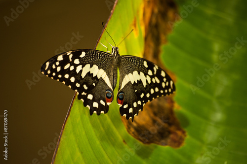 Eastern Black Swallowtail Butterfly seating