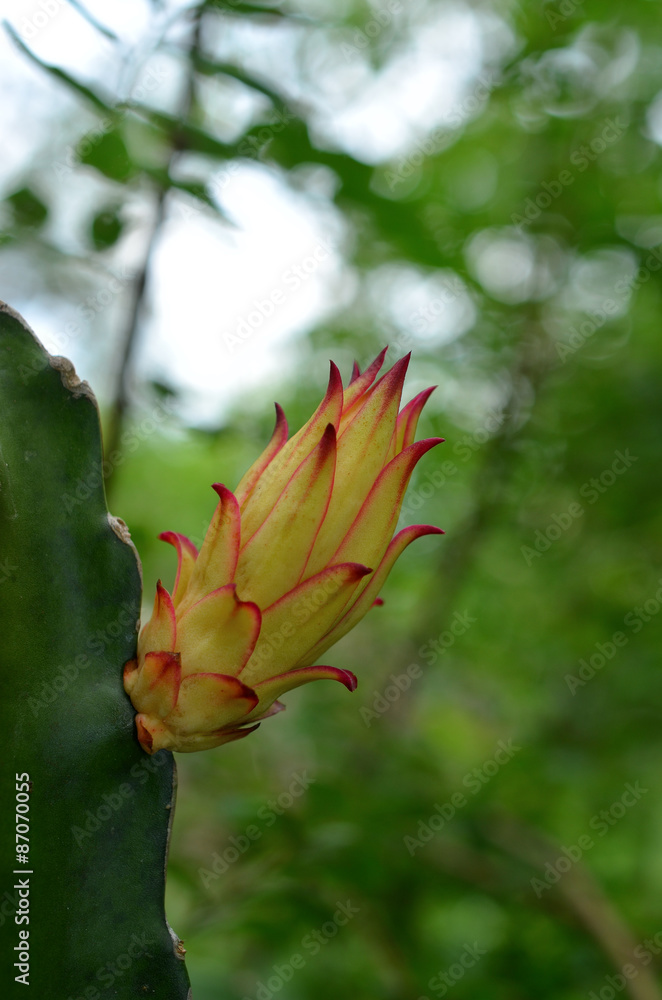 Dragon fruit bud on tree