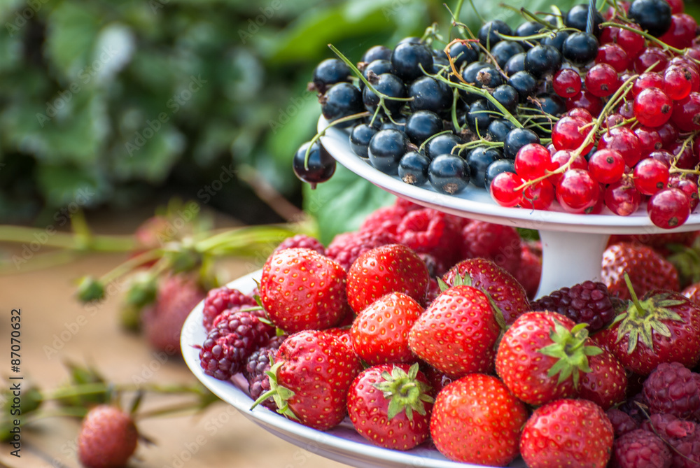 Berry Harvest Berry Harvest