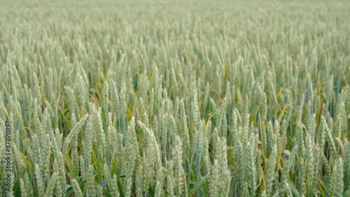green wheat field