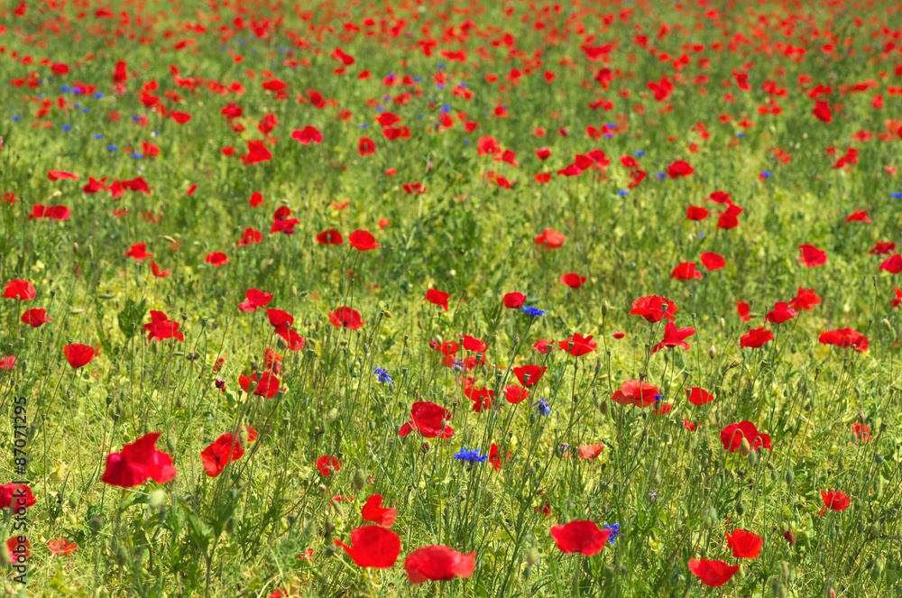 red poppies in summer field